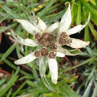 Leontopodium nivale alpinum